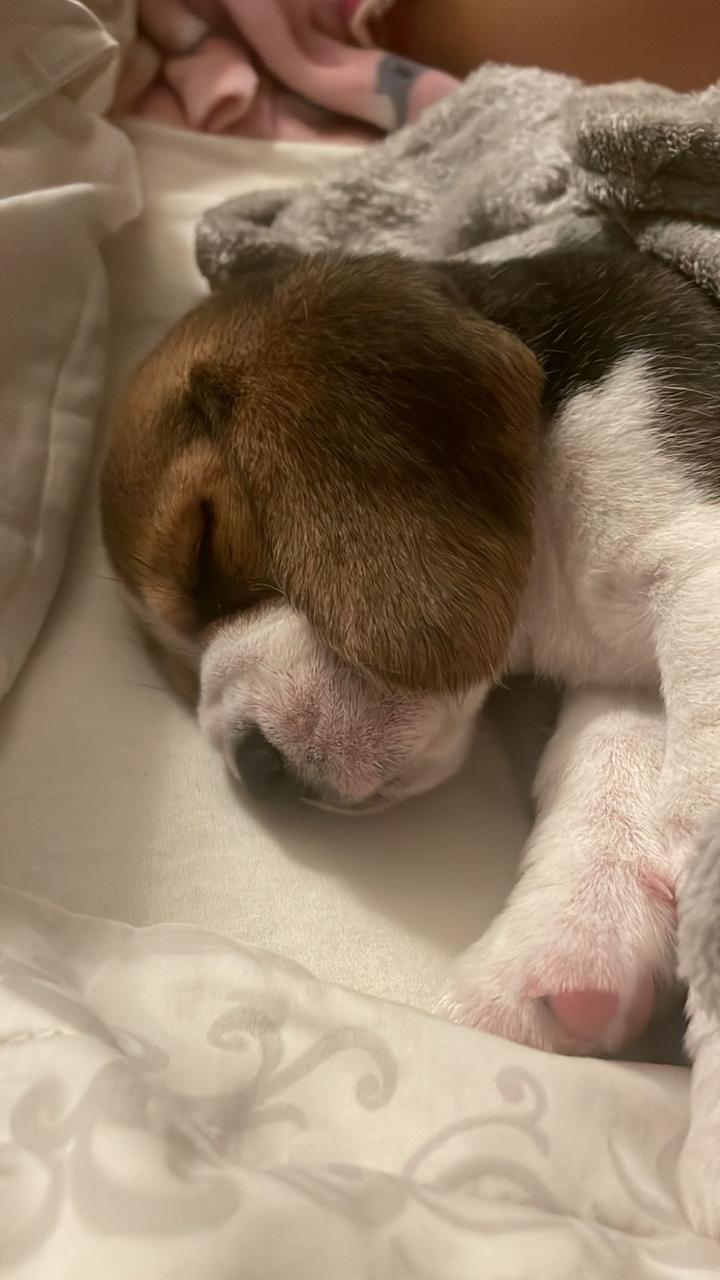 Filhote Beagle em momento de brincadeira