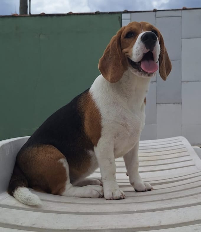 Foto da cliente Elaine com um Beagle