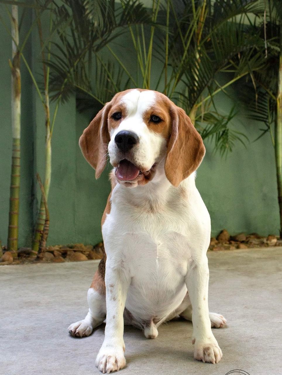 Beagle