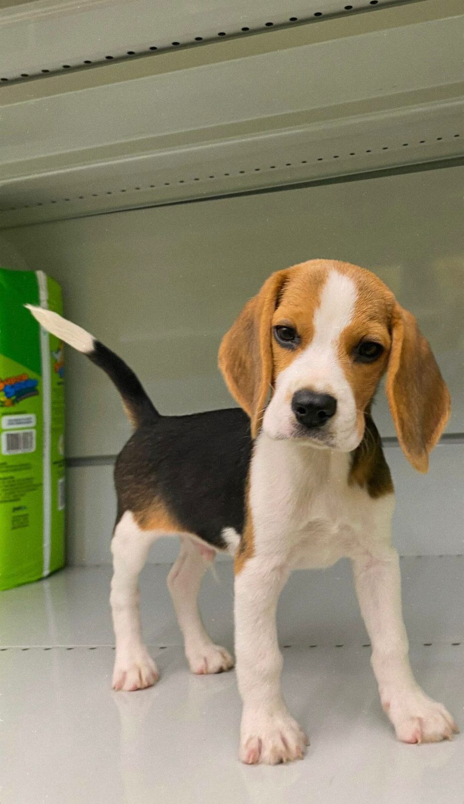 Foto do Beagle do cliente Patrick