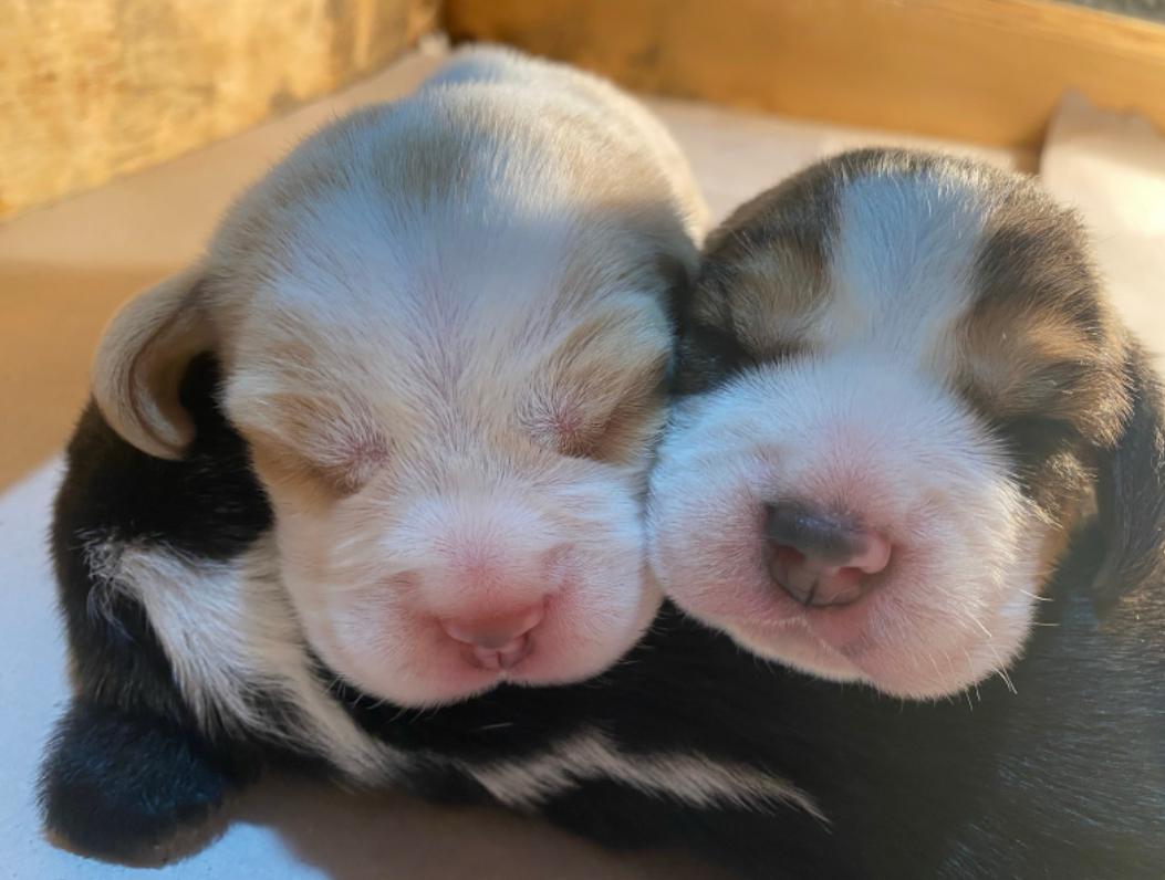 Fox Terrier em campo aberto