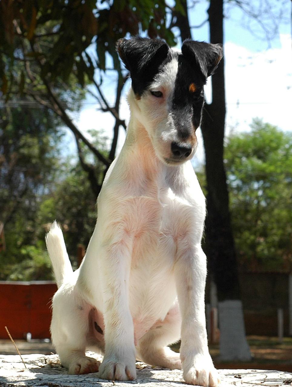 Filhote Beagle descansando