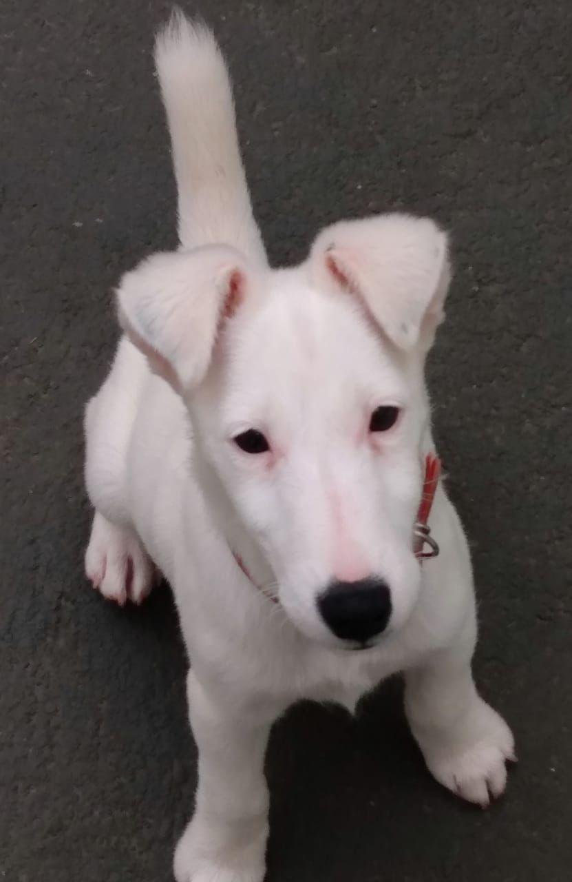 Filhote Beagle olhando para a câmera