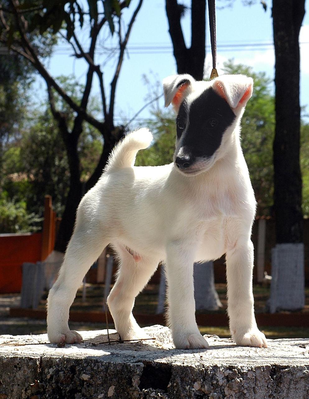 Filhote Beagle no colo