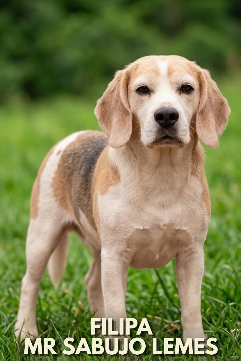 Cliente com Beagle