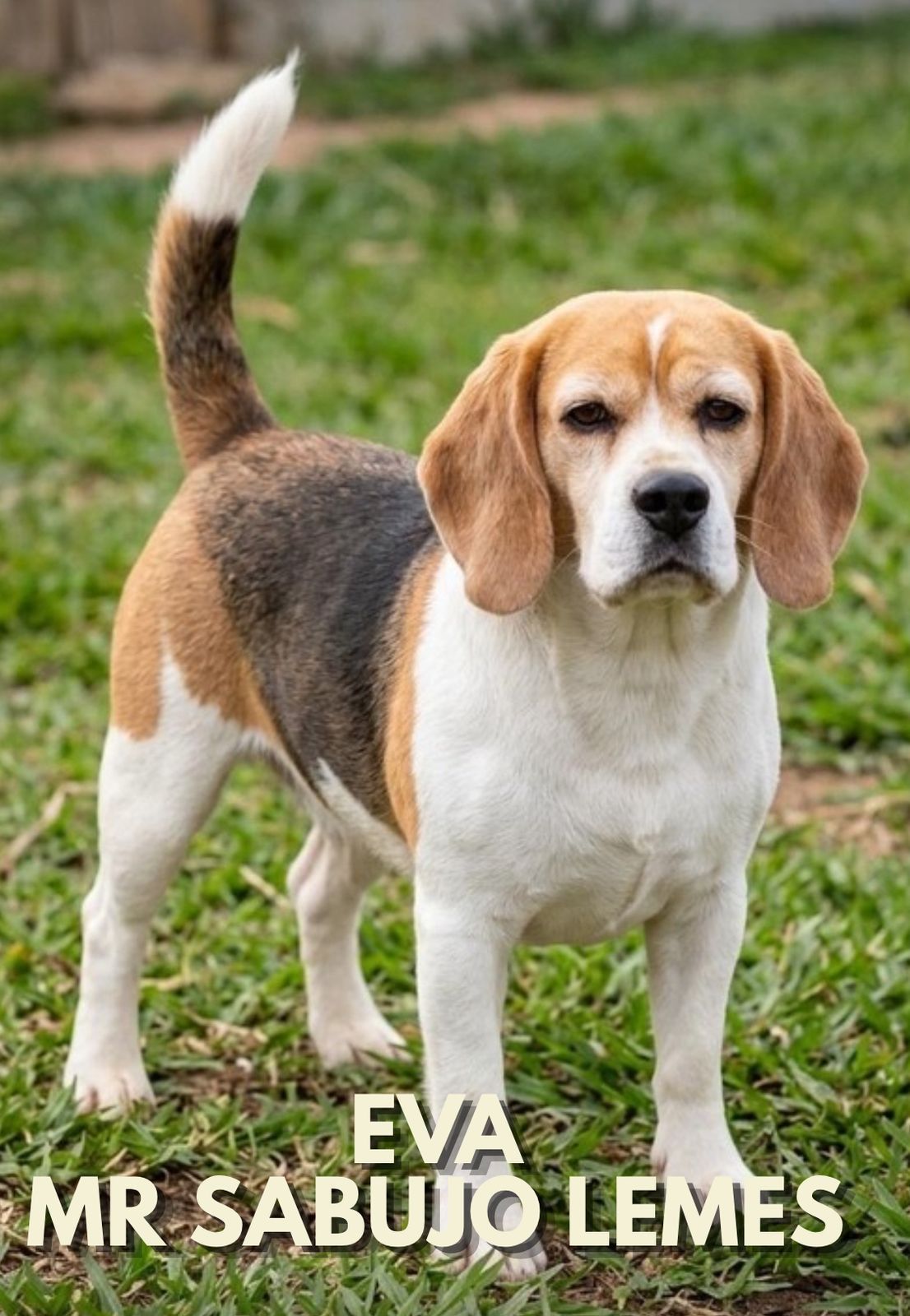 Cliente com Beagle