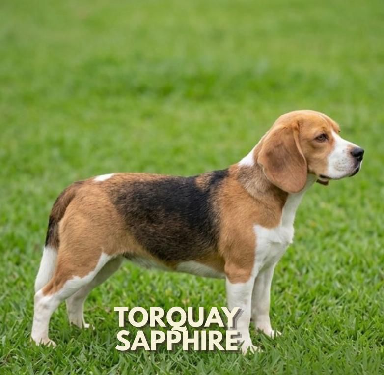 Cliente com Beagle