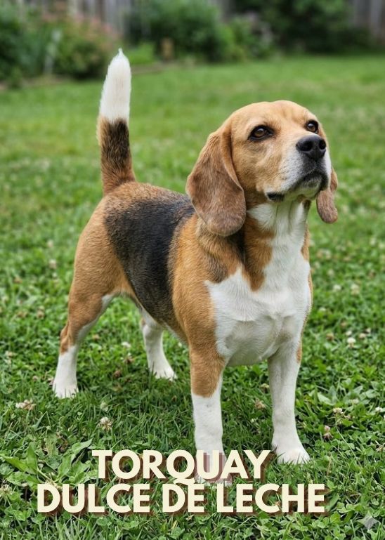 Cliente com Beagle