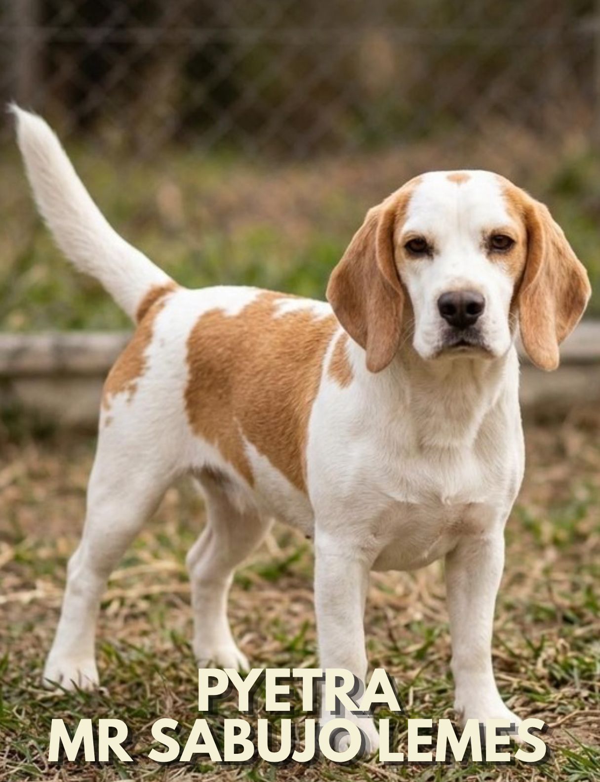 Cliente com Beagle