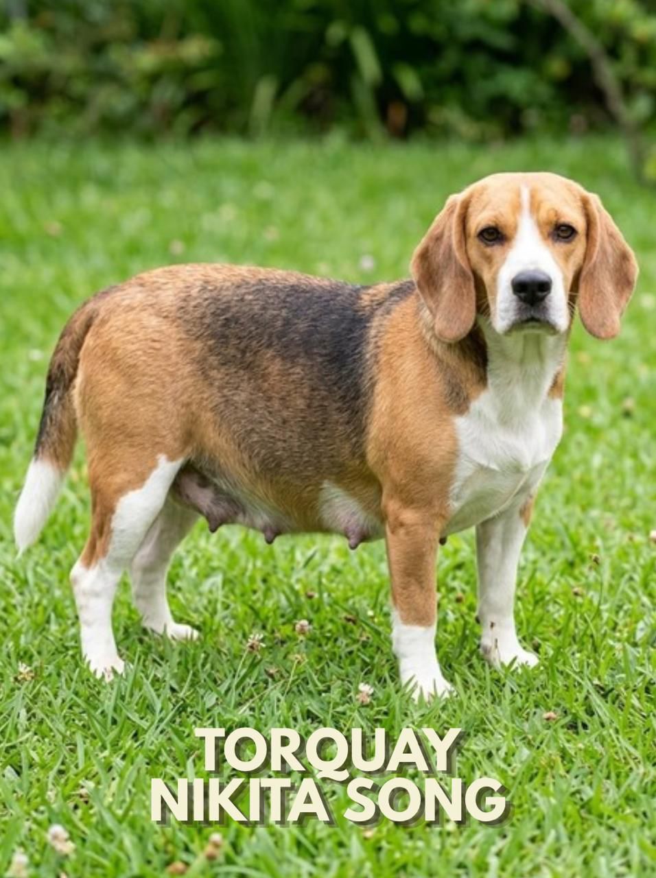 Cliente com Beagle