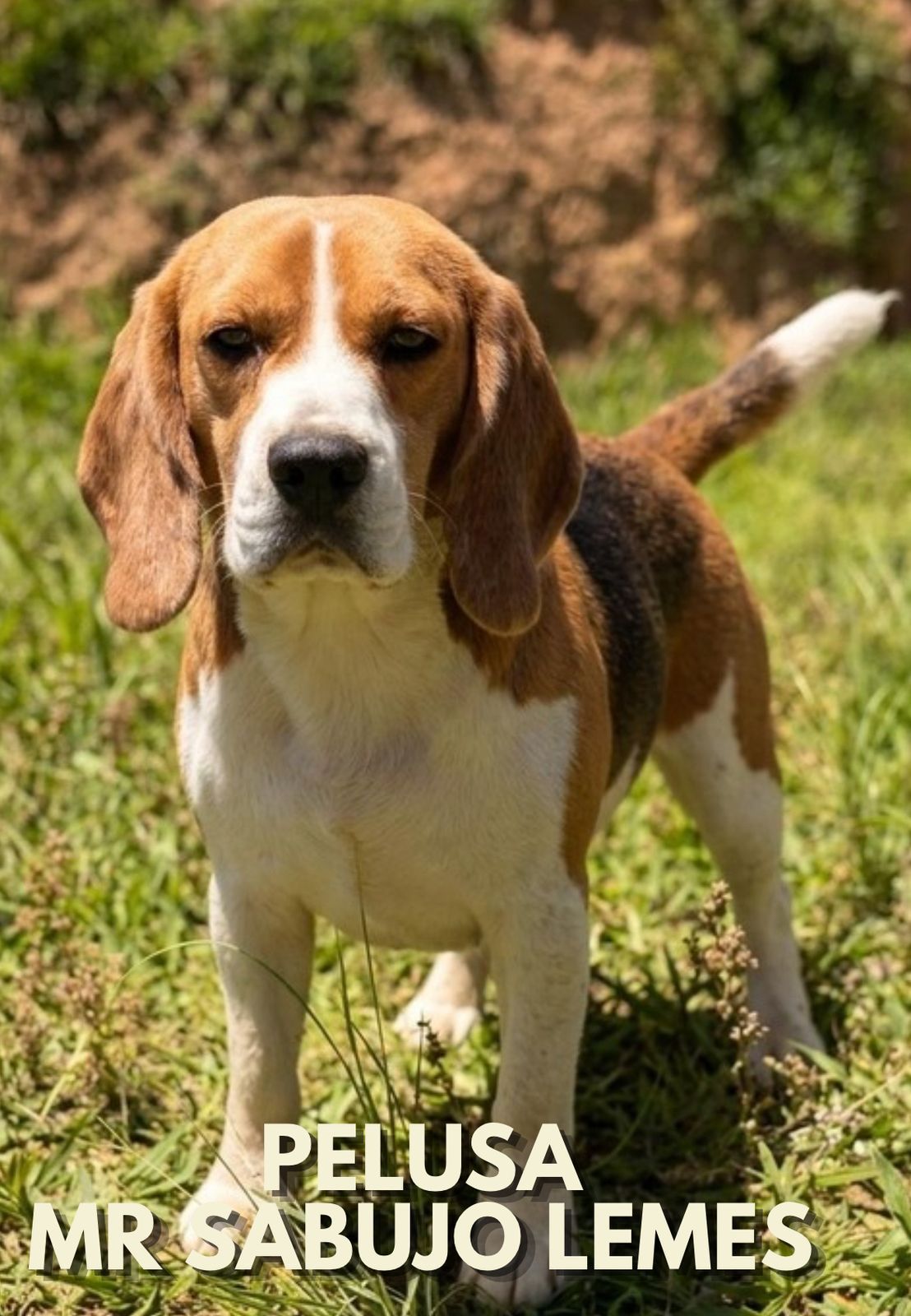 Cliente com Beagle