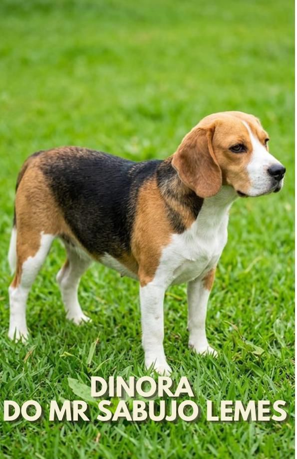 Cliente com Beagle