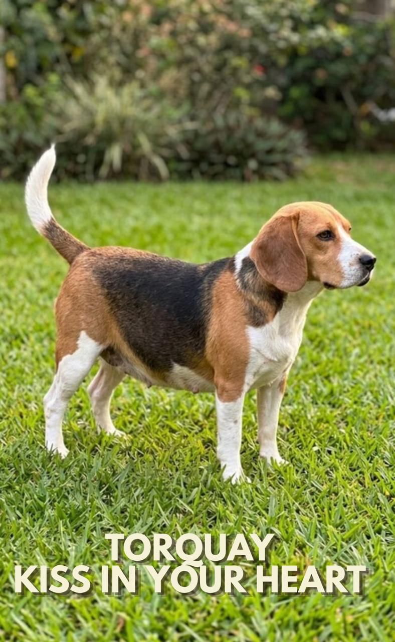 Cliente com Beagle