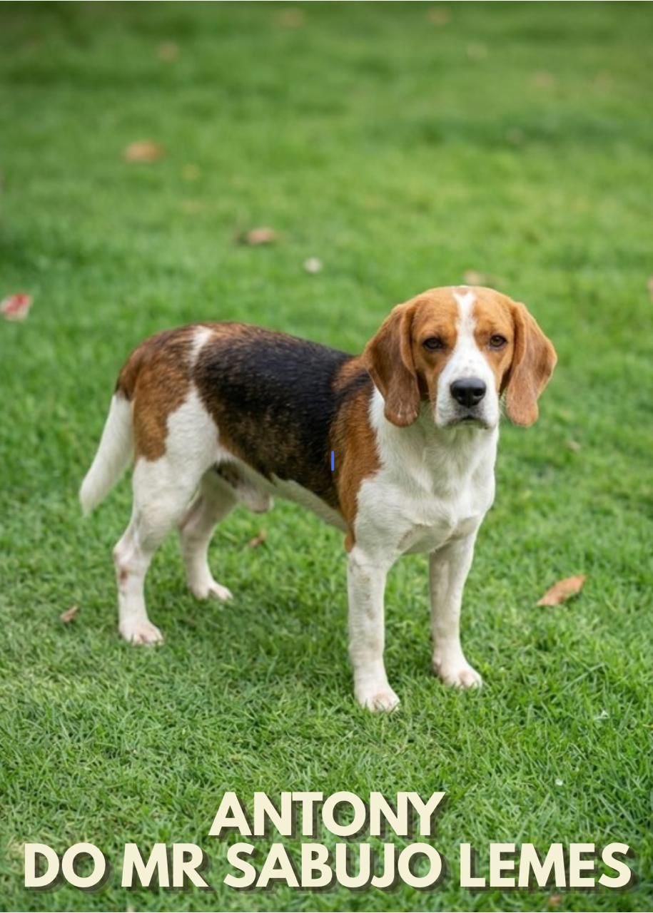 Cliente com Beagle