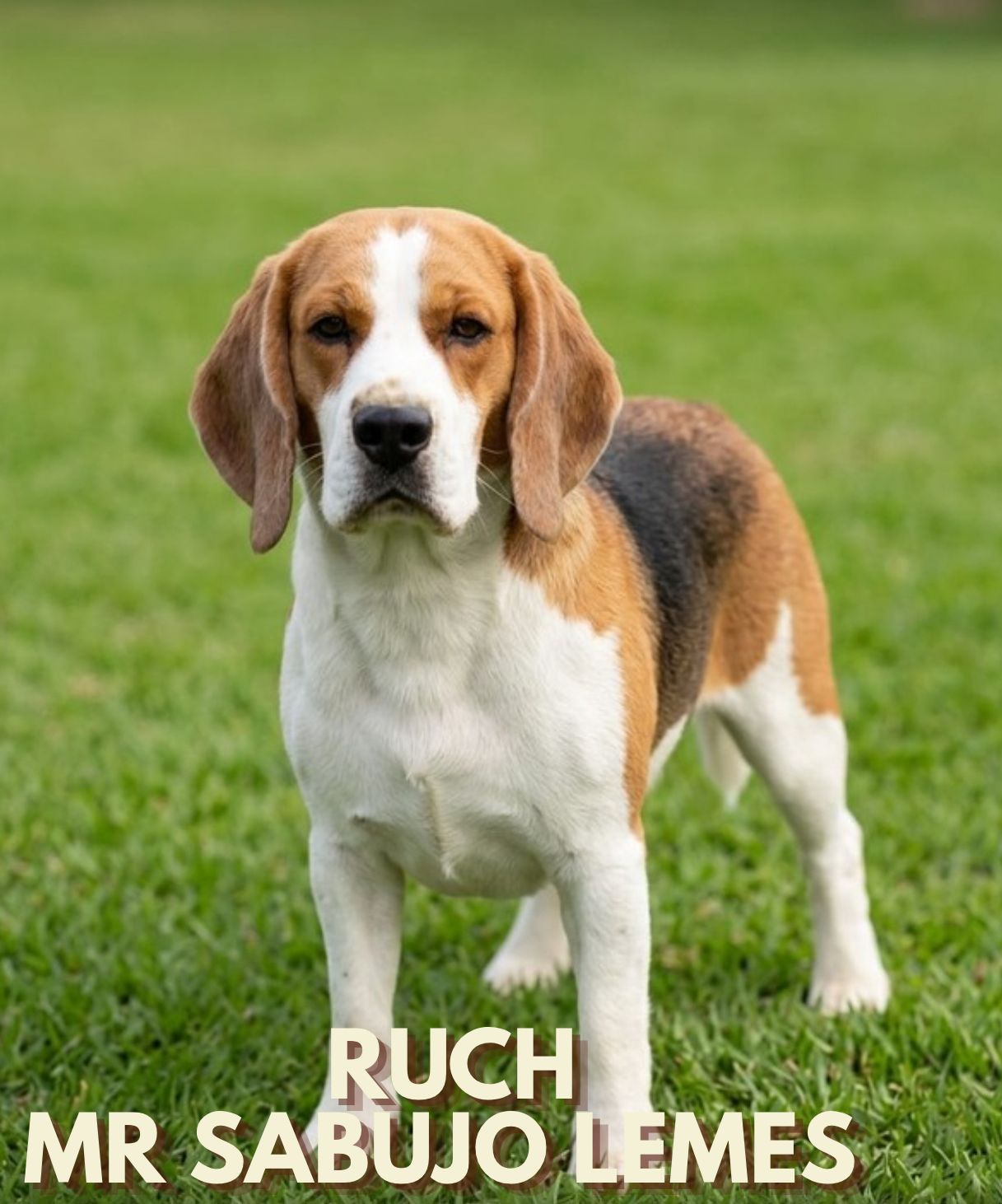 Cliente com Beagle