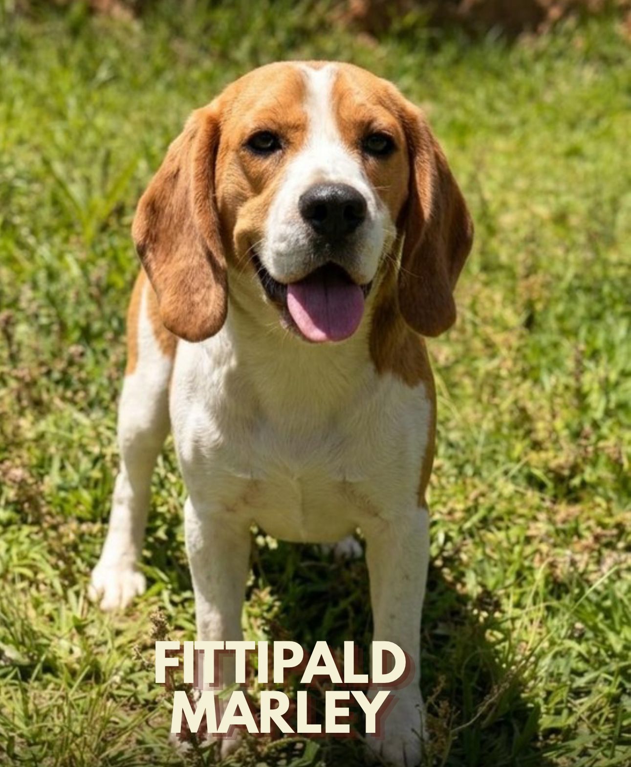 Cliente com Beagle