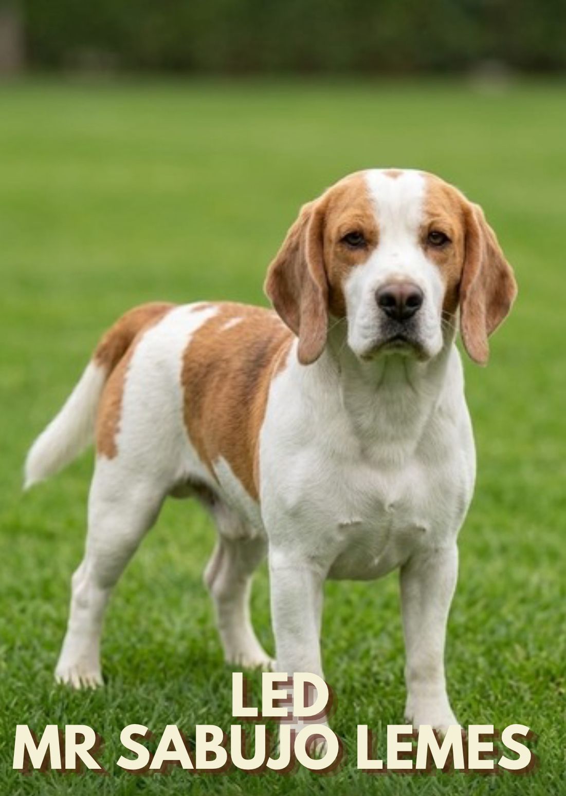 Cliente com Beagle